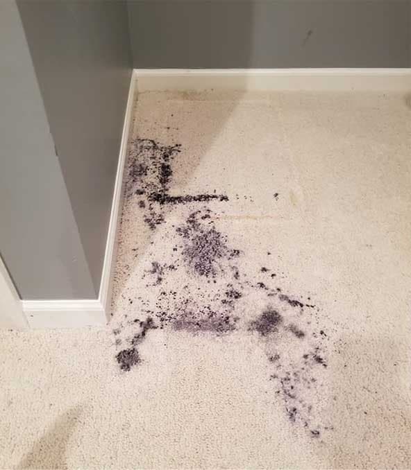 Before Carpet Cleaning